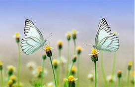 フェロモンとは