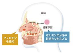 潜在意識に働きかけるフェロモン