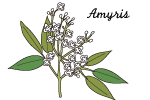 アミリス