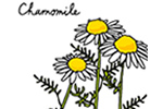 カモミール
