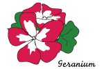 ゼラニウム