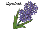 ヒヤシンス