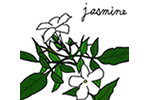 ジャスミン
