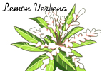 レモンヴァーベナ