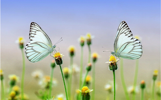 フェロモンとは