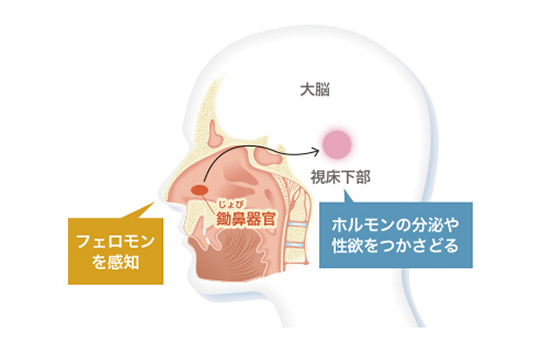 潜在意識に働きかけるフェロモン