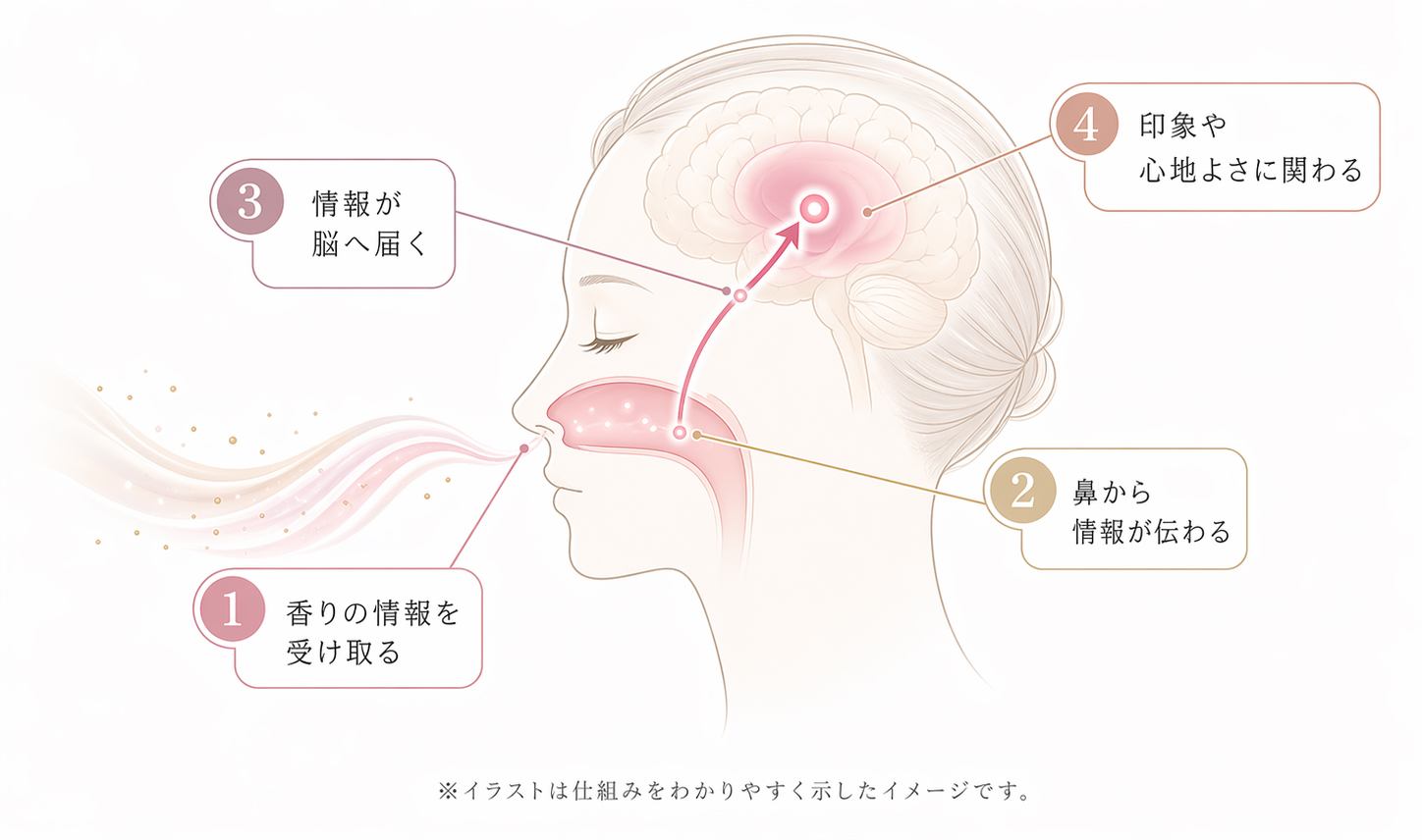 フェロモンの仕組み